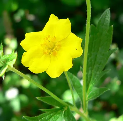 Slender cinquefoil