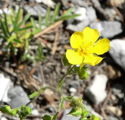 Woolly cinquefoil