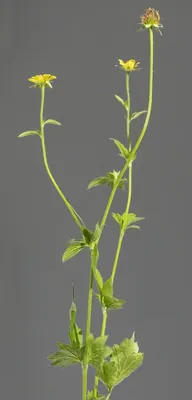 Herb bennet