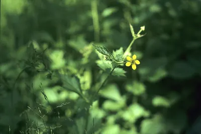 Yellow Avens