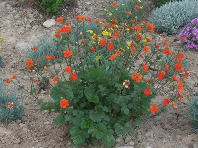 Geum coccineum
