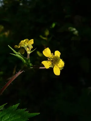 Largeleaf Avens