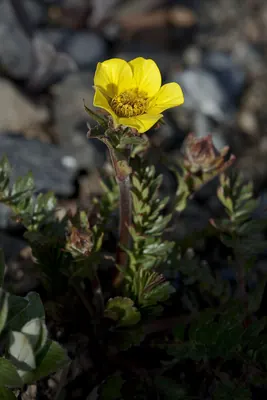 Ross' avens