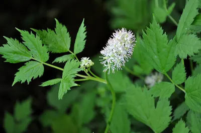 Baneberry, herb christopher