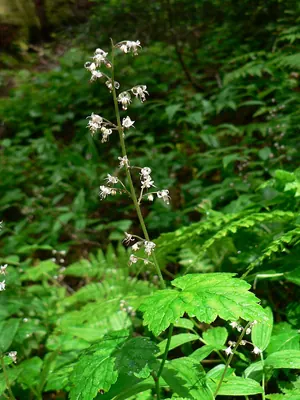 Threeleaf foamflower