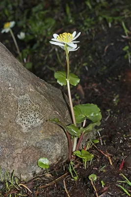 White marsh marigold