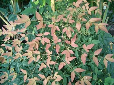 Sacred bamboo