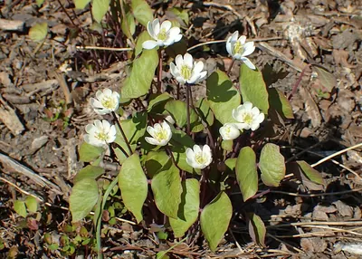 Twinleaf