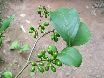 Northern spicebush