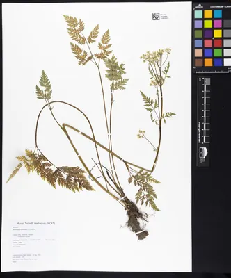 Cow Parsley