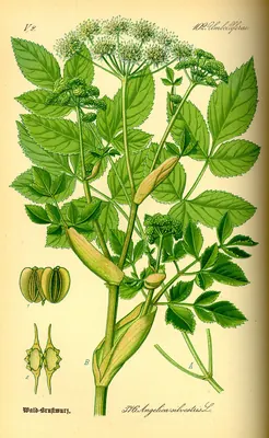 Wild angelica