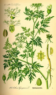 Fool's parsley