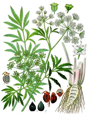 Cowbane