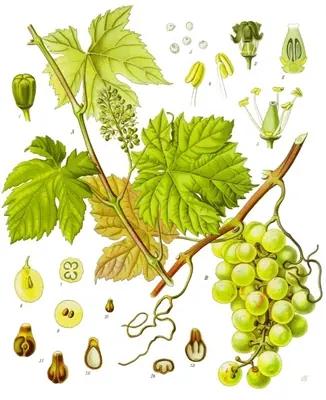 Wild Grape