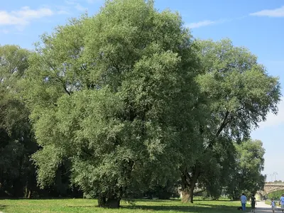 Golden willow