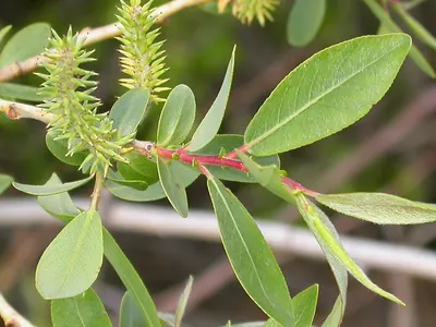 Yellow willow