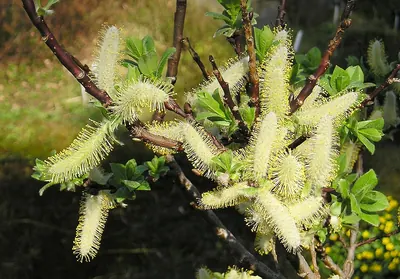Large-stipuled willow