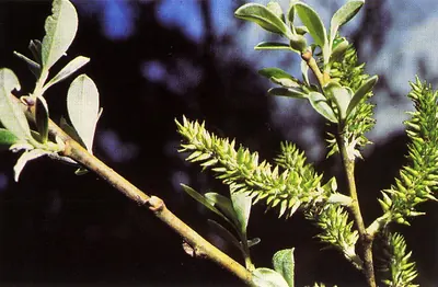 Arroyo willow