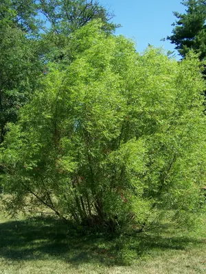 Black willow
