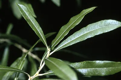 Prairie willow
