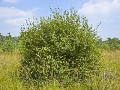 Eared willow