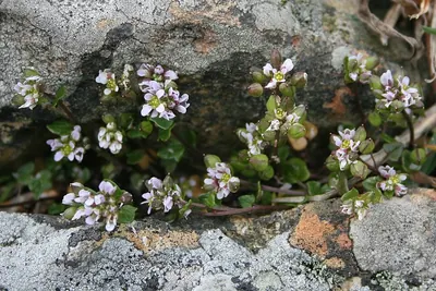Early scurvygrass