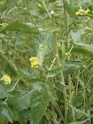Annual bastard cabbage