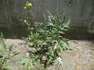 Perennial Wall-rocket