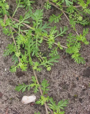 Wartcress