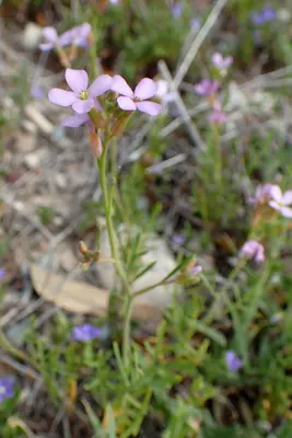 Erucaria hispanica