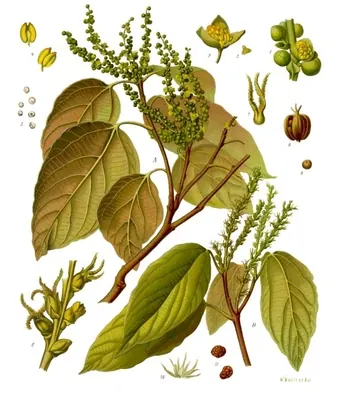 Kamala tree