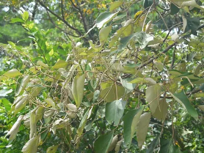 Mallotus paniculatus