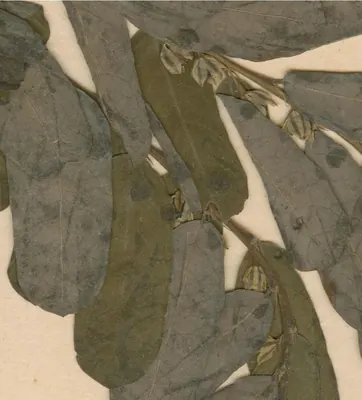 Phyllanthus odontadenius