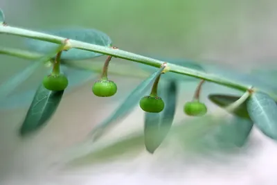 Phyllanthus ussuriensis