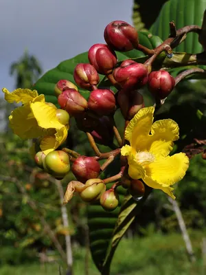 Dillenia suffruticosa