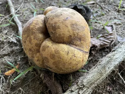Chulta