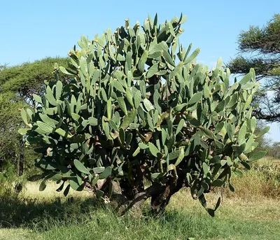 Tuna Cactus