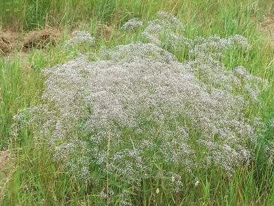 Baby's breath
