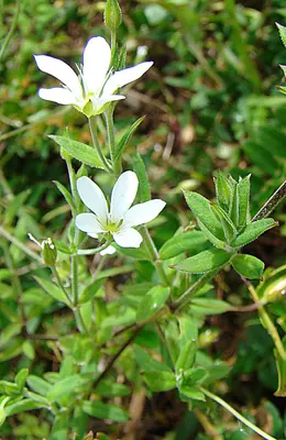 Spreading sandwort