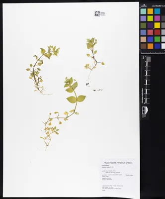 Little mouse-ear chickweed
