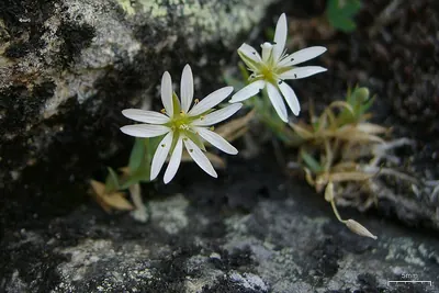 Longstalk starwort