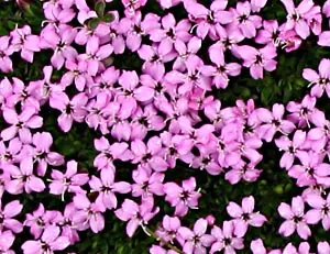 Moss campion