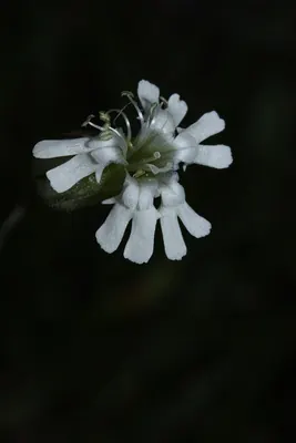 Parry's silene