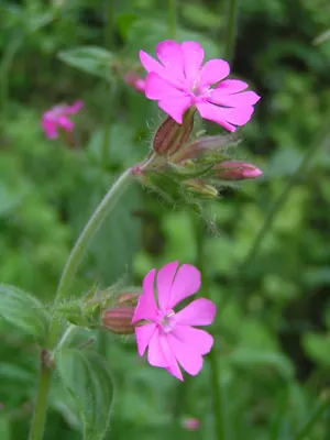 Red catchfly