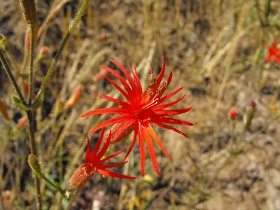 Cardinal catchfly