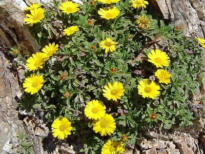Pallenis maritima