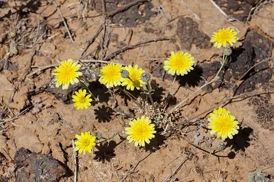 Fendler's desertdandelion