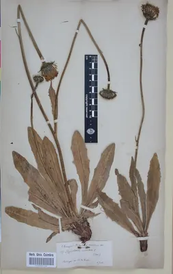 Trommsdorffia maculata
