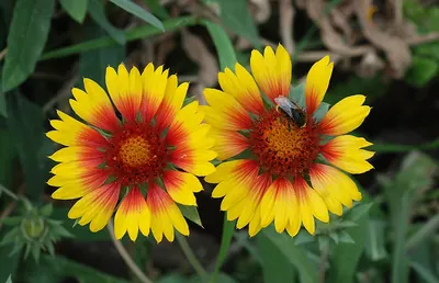 Blanket Flower