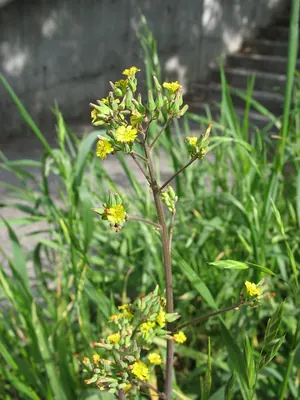 Oriental hawksbeard